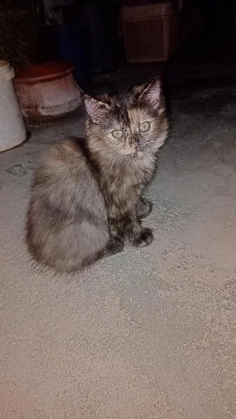 persian cat — photo 8