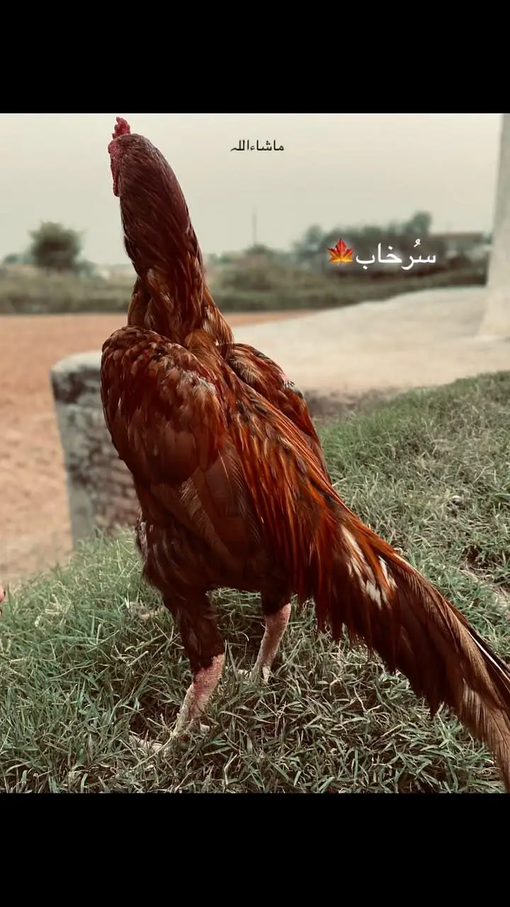Whatsapp contact 03180973787 — photo 3