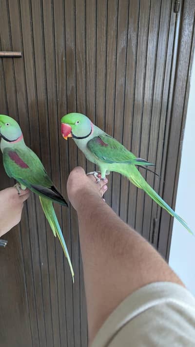 Hand tamed 0-Bite | Monks, Ringnecks, Sun Conures, Kashmiri Pahari Etc