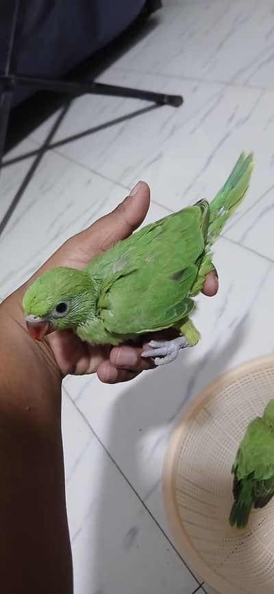 Green Ringneck Covered Chicks