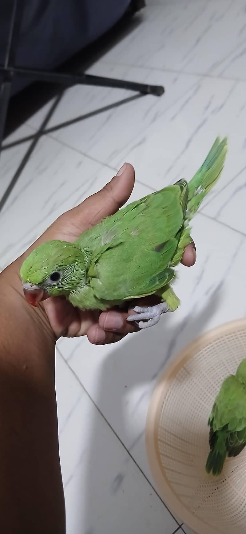 Green Ringneck Covered Chicks 0