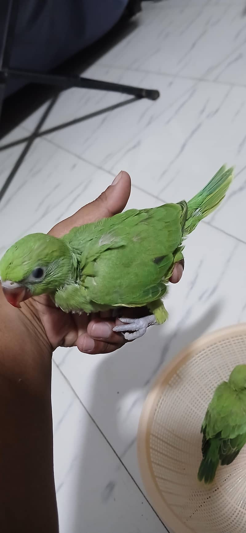 Green Ringneck Covered Chicks 1