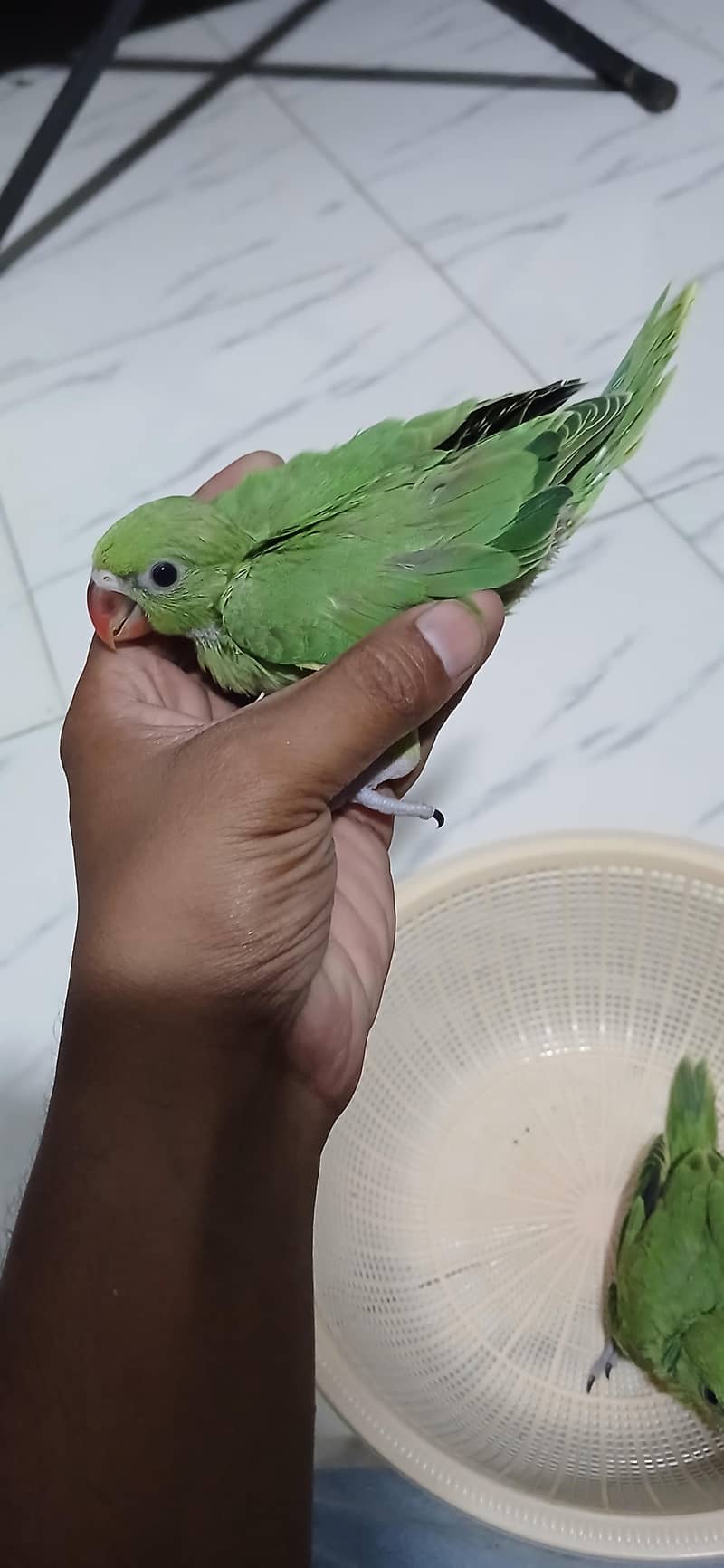 Green Ringneck Covered Chicks 2