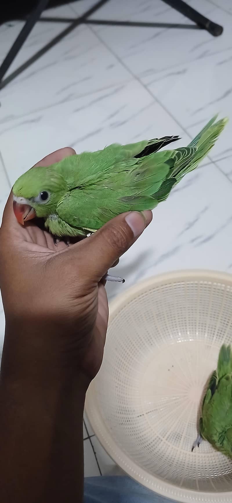 Green Ringneck Covered Chicks 3