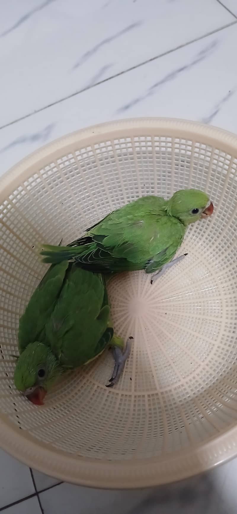 Green Ringneck Covered Chicks 4