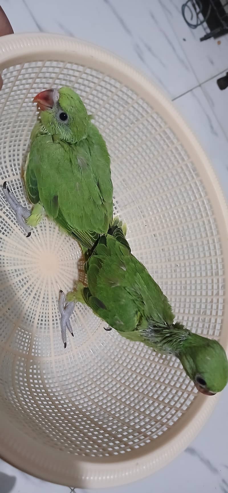 Green Ringneck Covered Chicks 5