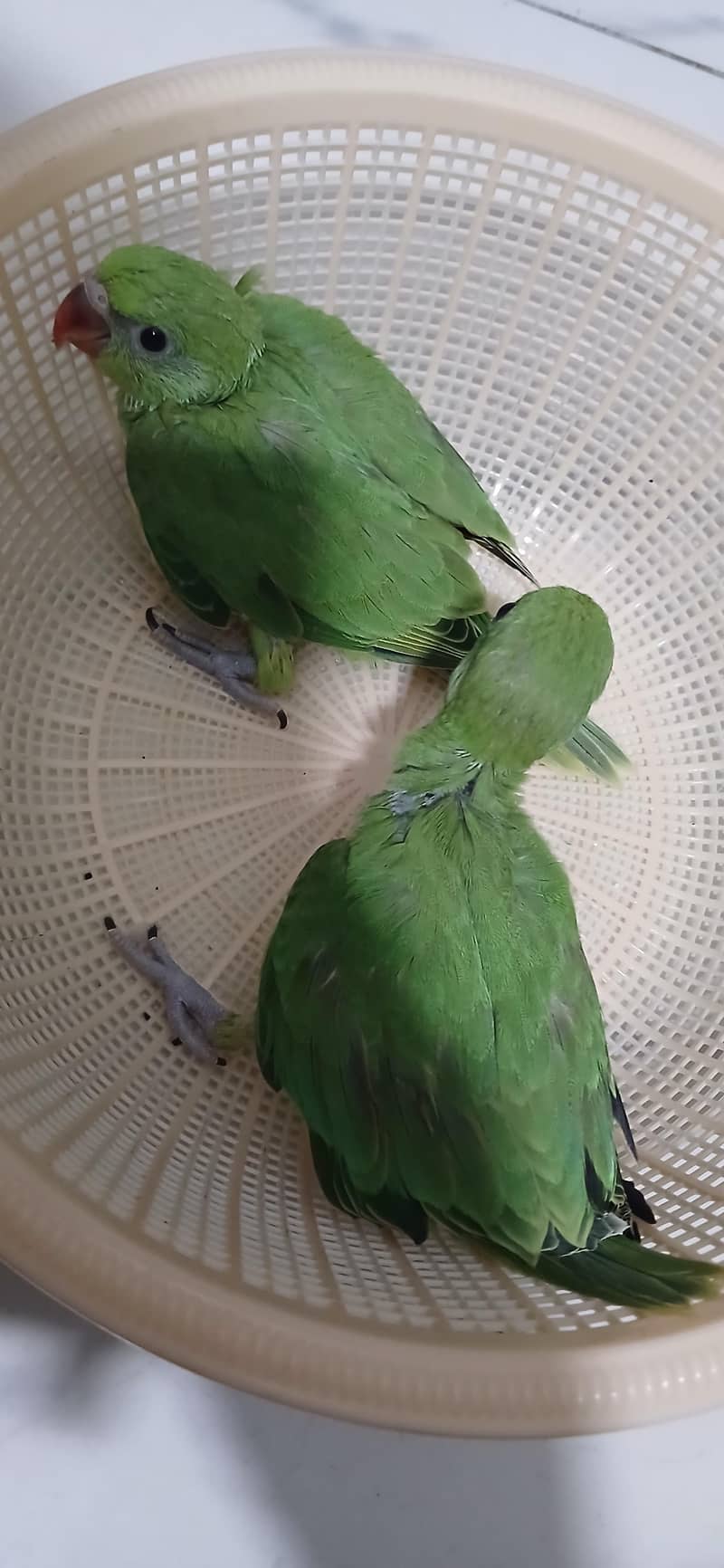 Green Ringneck Covered Chicks 6