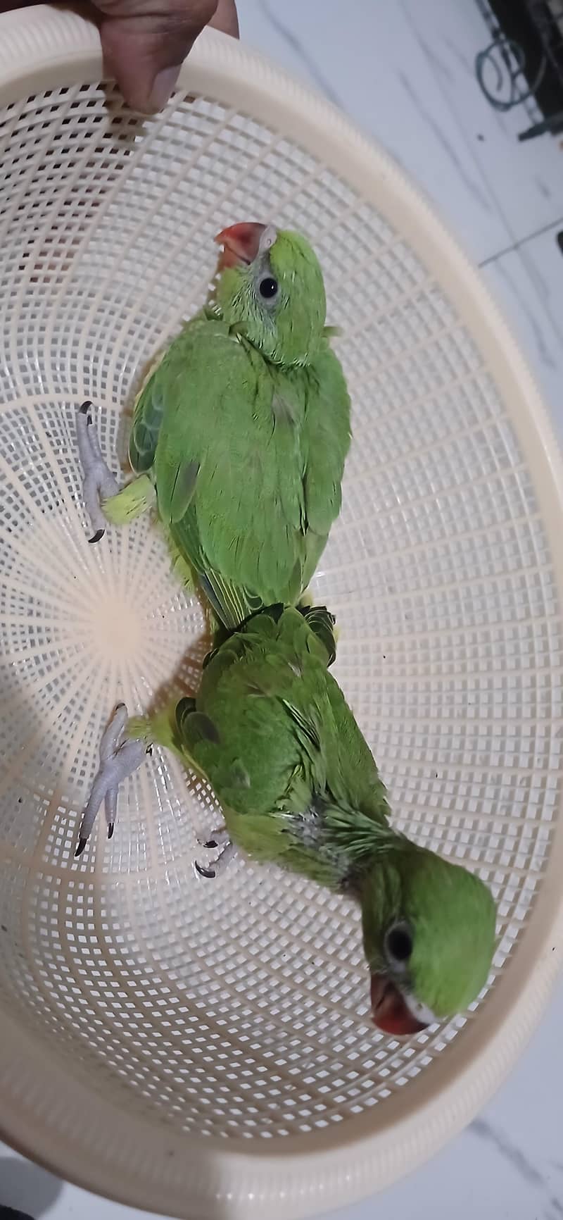 Green Ringneck Covered Chicks 7