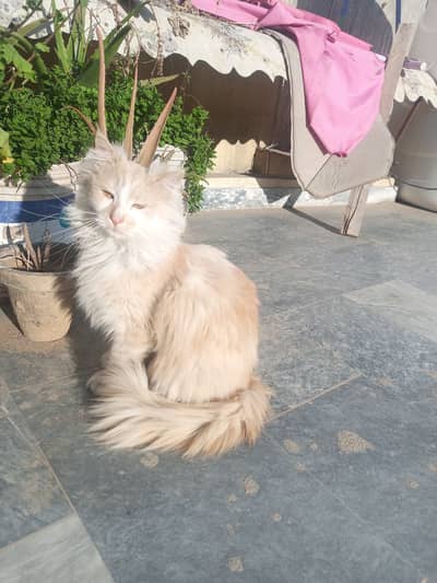 Fluffy and adorable