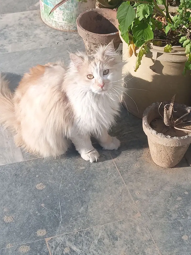 Fluffy and adorable — photo 2