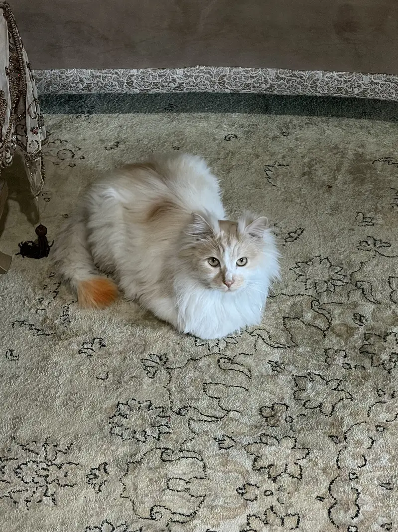 Fluffy and adorable — photo 3