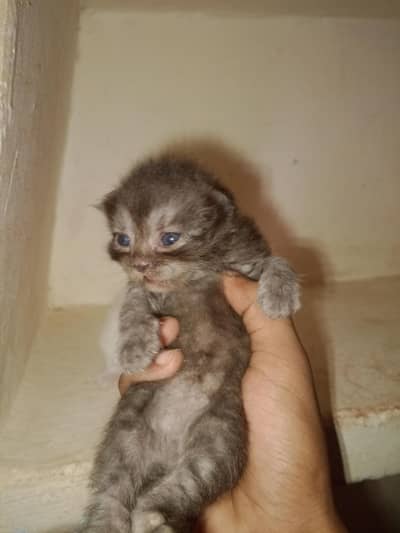 Persian cat's kitten