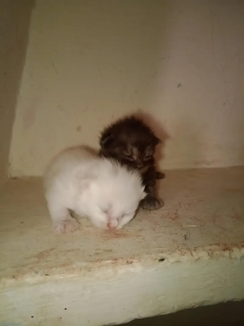 Persian cat's kitten — photo 2