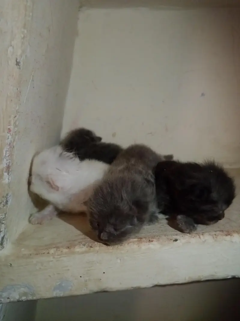 Persian cat's kitten — photo 3