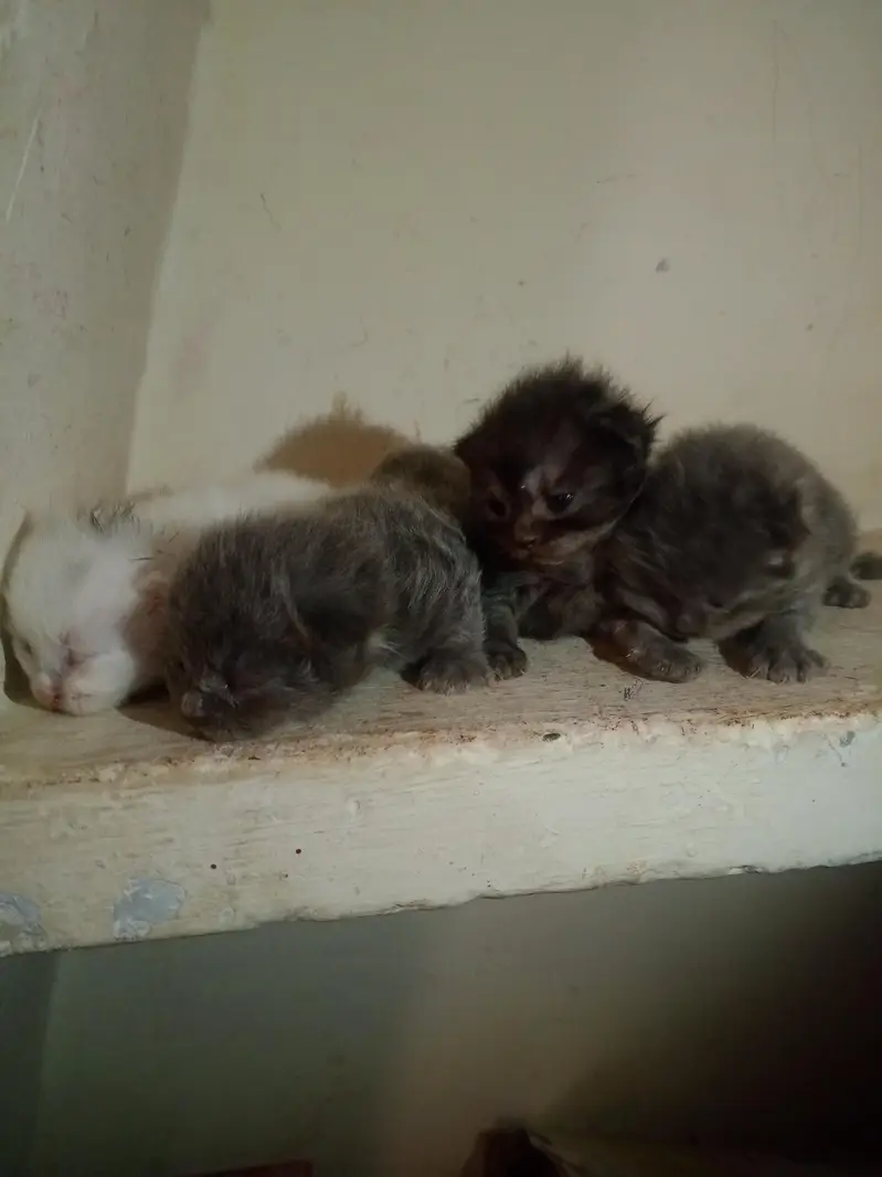 Persian cat's kitten — photo 4