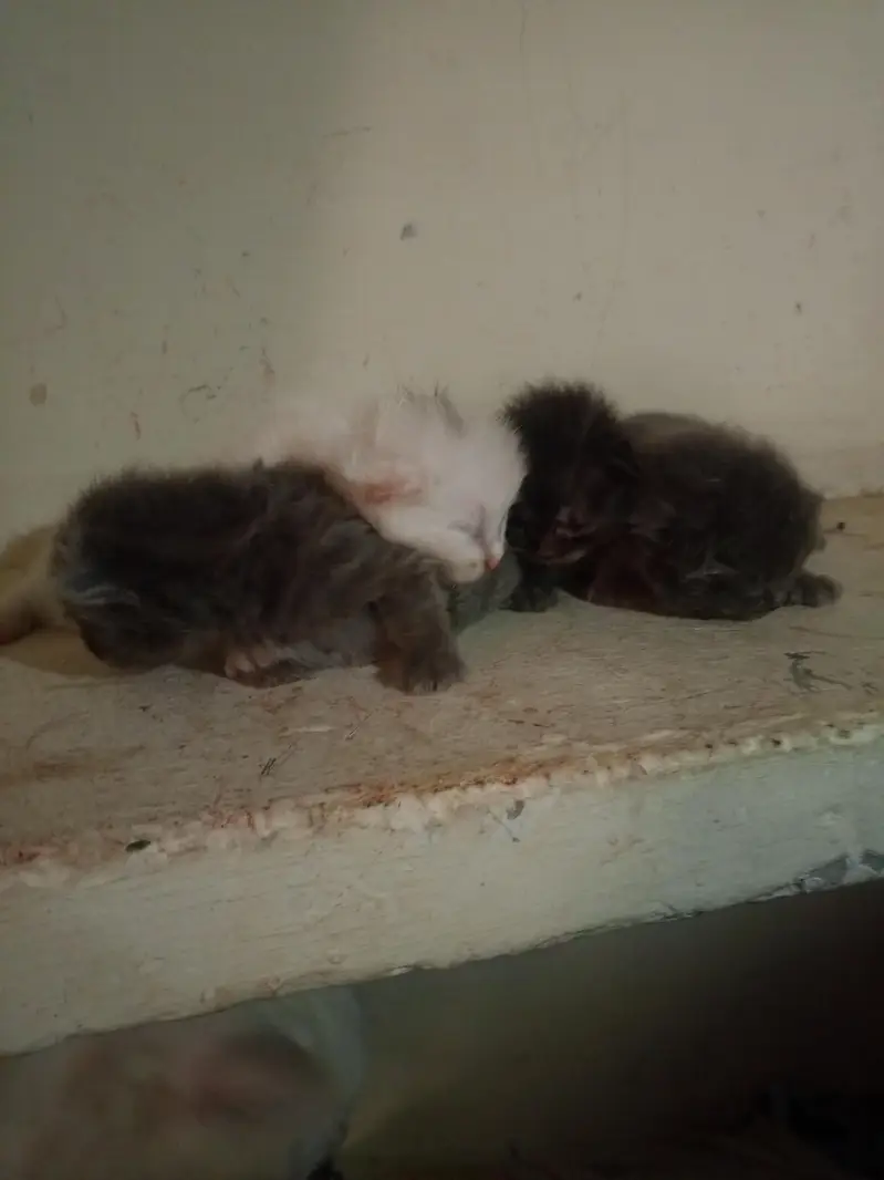 Persian cat's kitten — photo 5