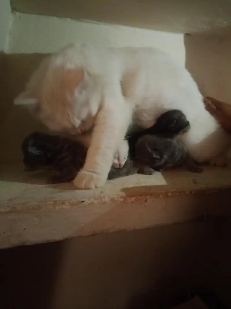 Persian cat's kitten — photo 6
