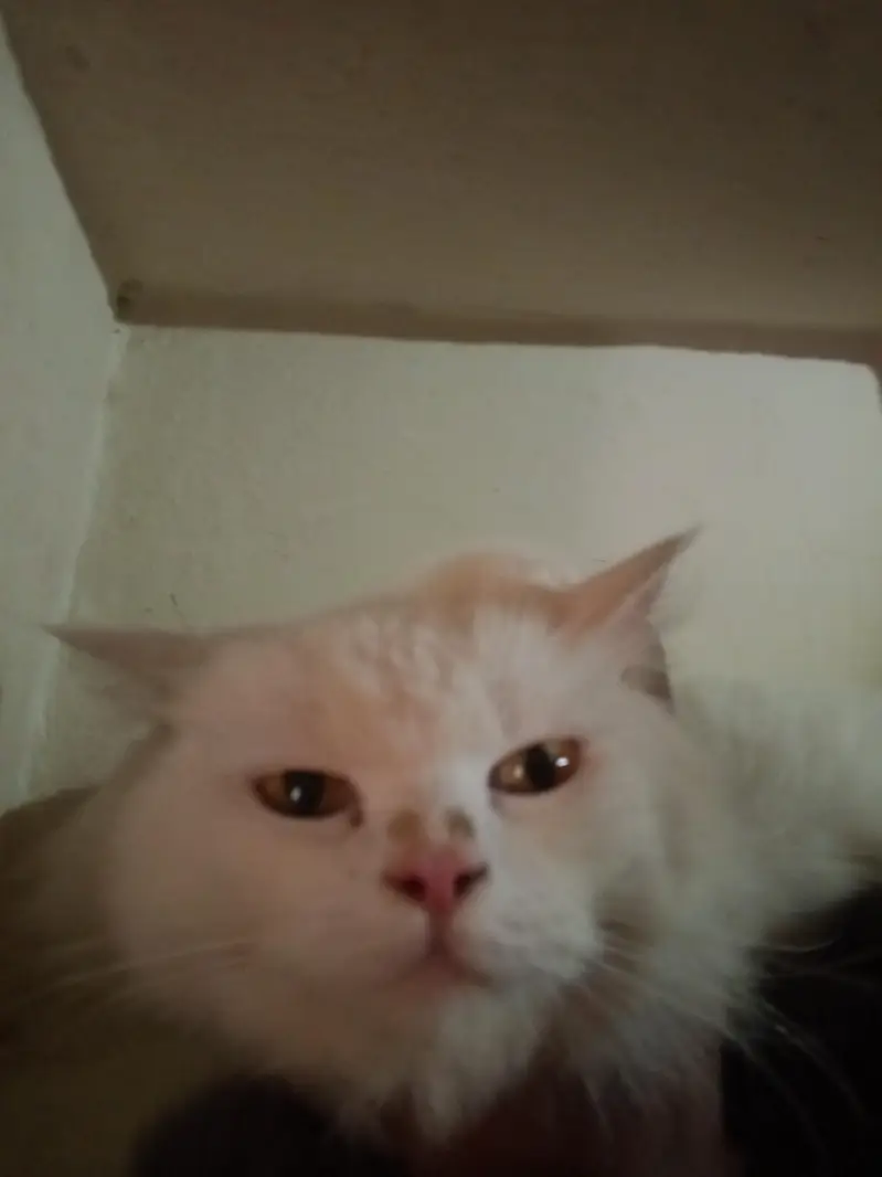 Persian cat's kitten — photo 7
