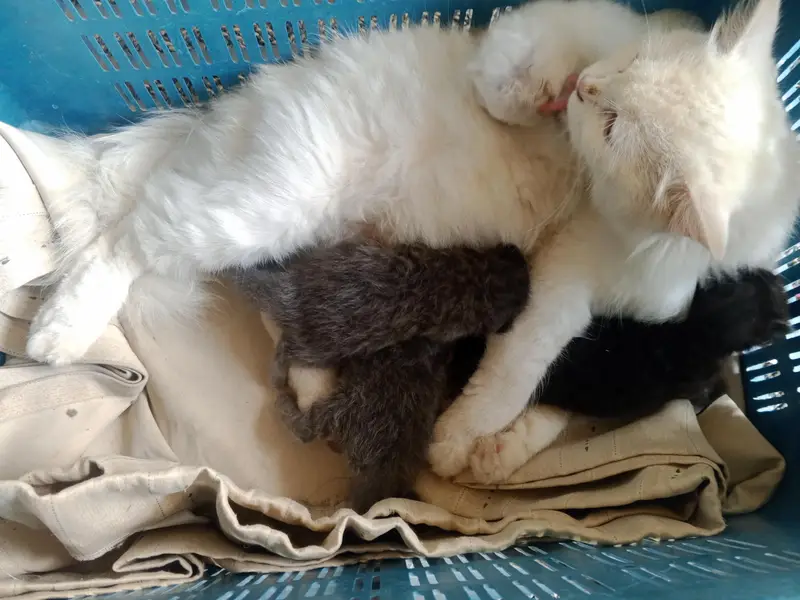 Persian cat's kitten — photo 8