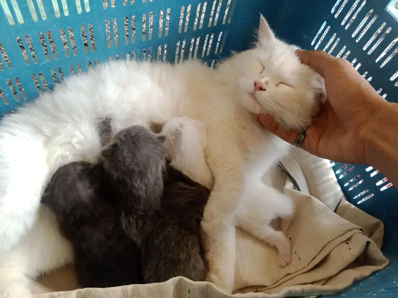 Persian cat's kitten — photo 9