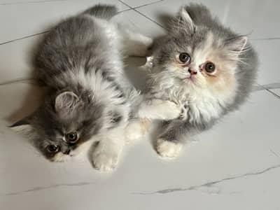 Persian cat for sale