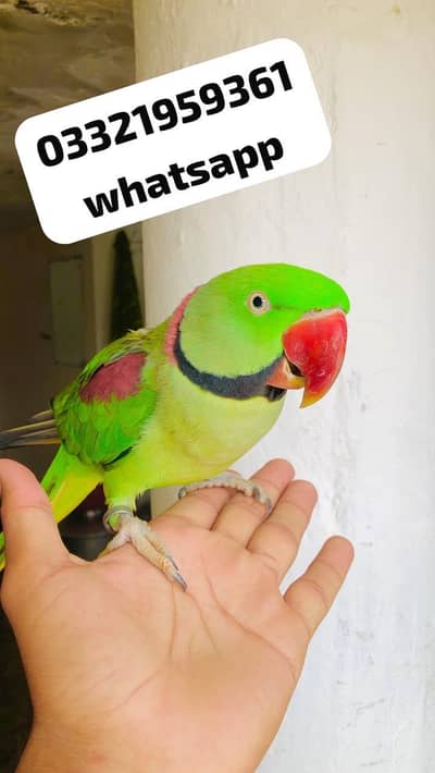 Kashmiri raw Male parrot