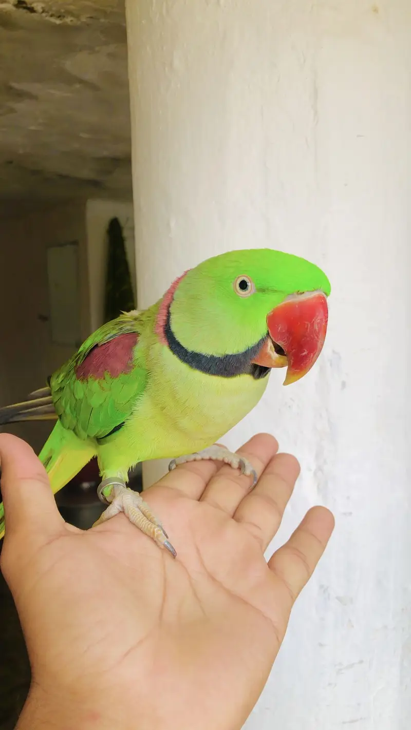 Kashmiri raw Male parrot — photo 2