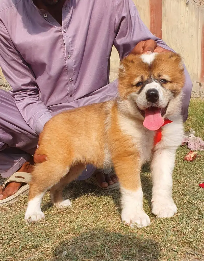alabai security dog male 2 month for sale heavy bone — photo 2