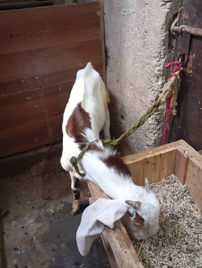 Bakra