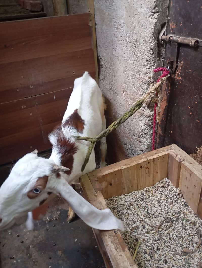 Bakra 1