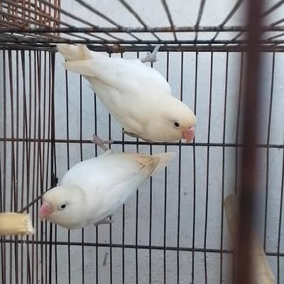 love bird and ringnack for sale