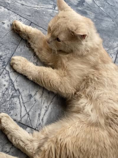 Male cat for sell