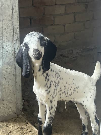 Bakri with baby male makichini nasal female frash 4 dant
