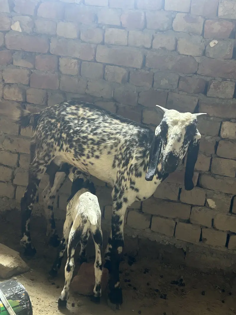 Bakri with baby male makichini nasal female frash 4 dant — photo 2