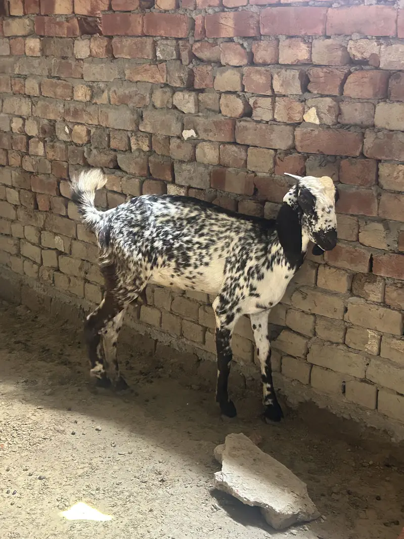Bakri with baby male makichini nasal female frash 4 dant — photo 3
