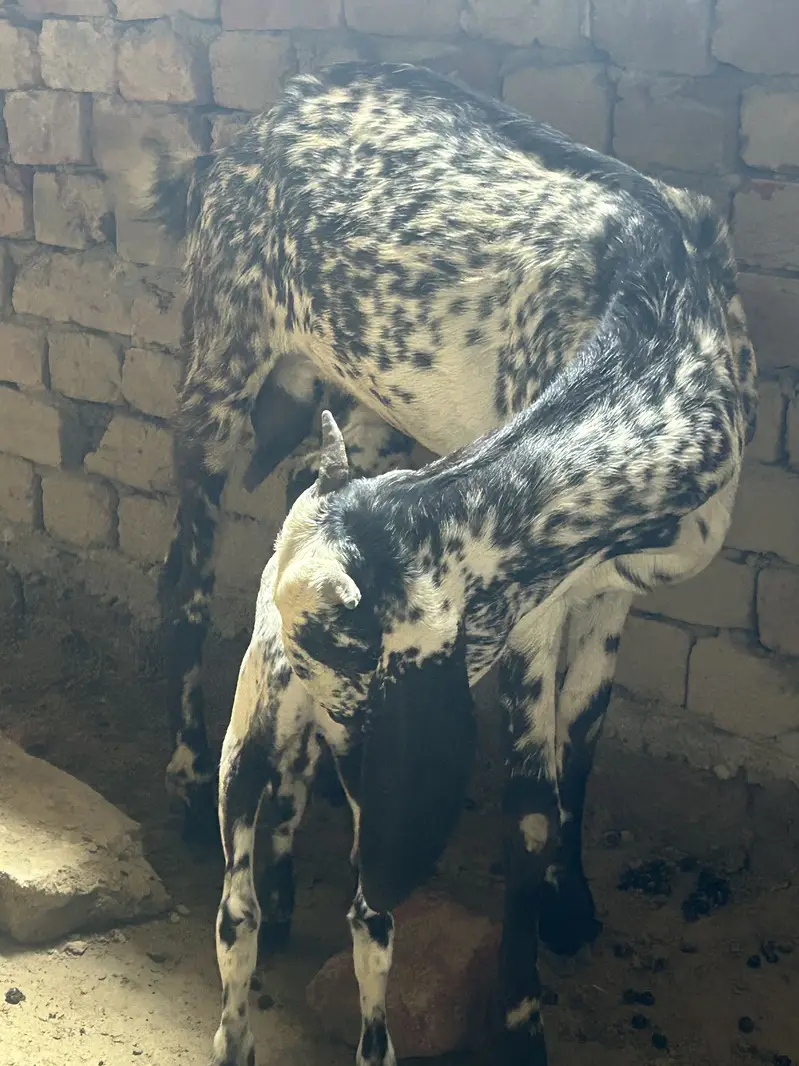 Bakri with baby male makichini nasal female frash 4 dant — photo 4