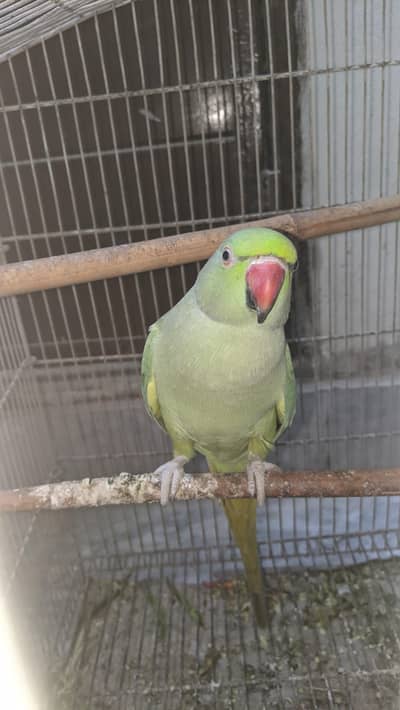 beautiful female parrot 19months ready for breed