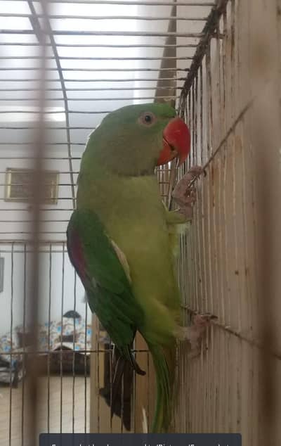 parrot mitho for sal