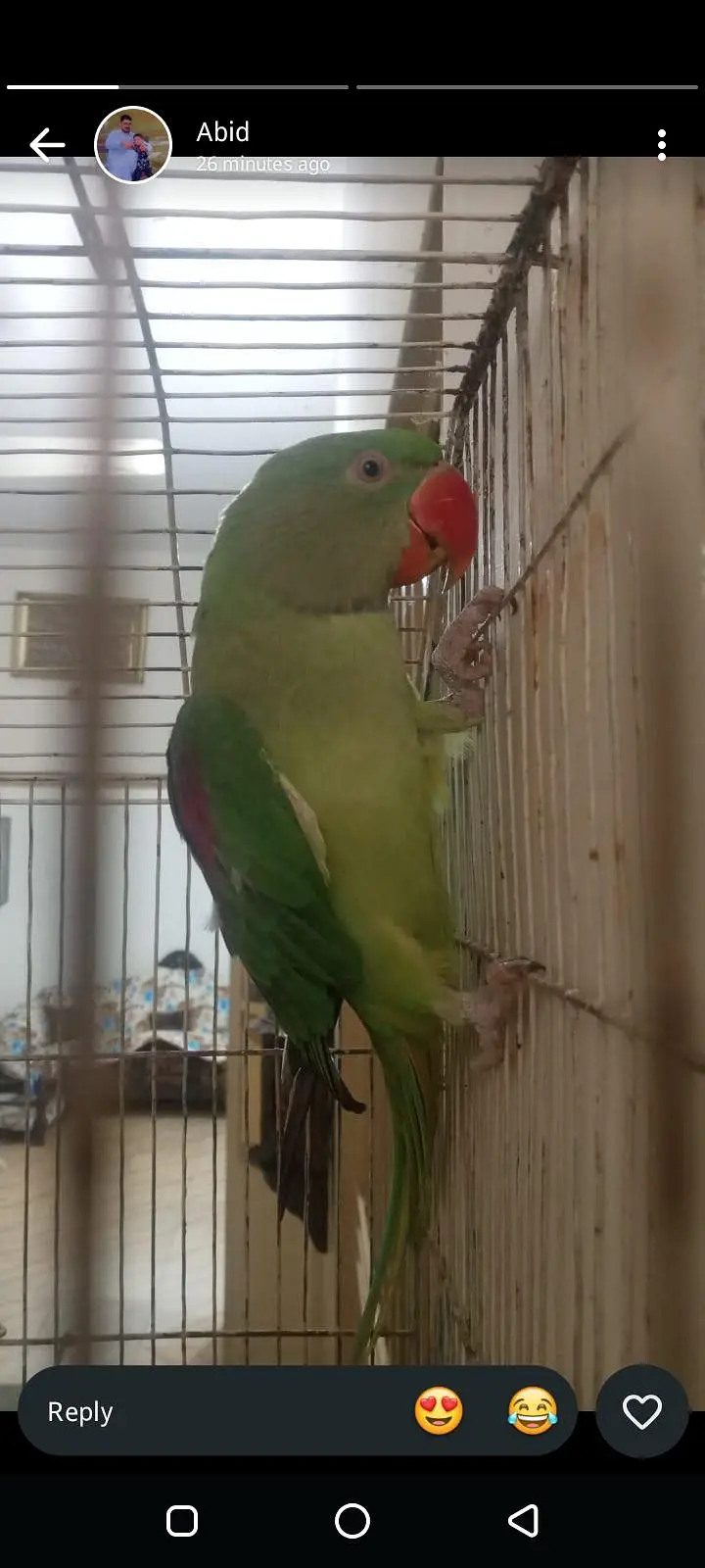 parrot mitho for sal — photo 2