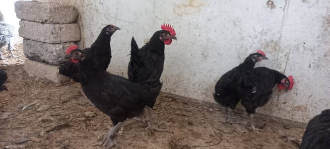 Top Quality Pure Bloodline Heritage Australorp