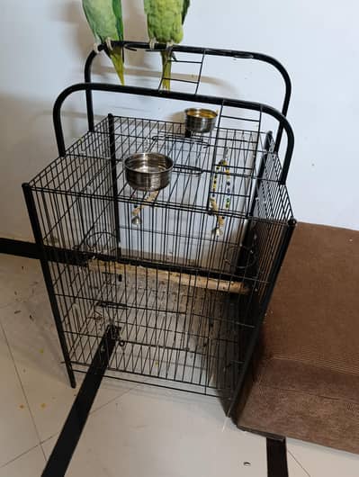 parrott Cage