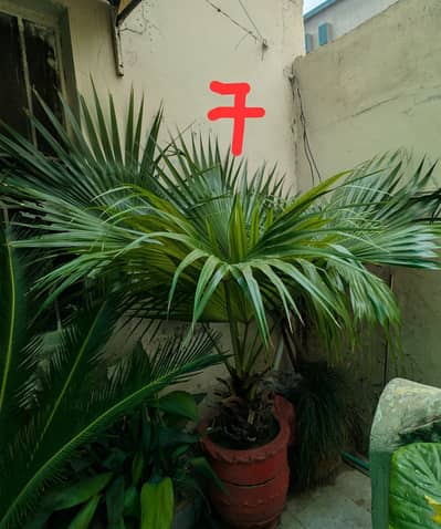 Full Size Plants For Sale