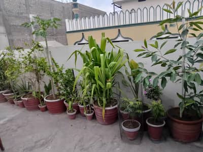 plant for salle