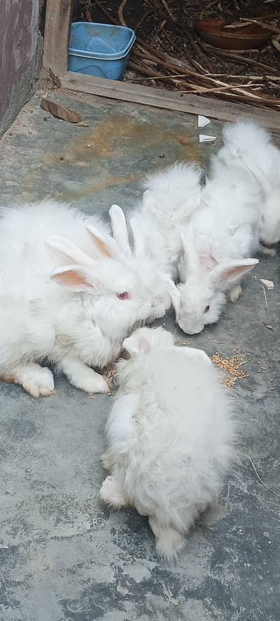 Angora Rabbits 03220683135