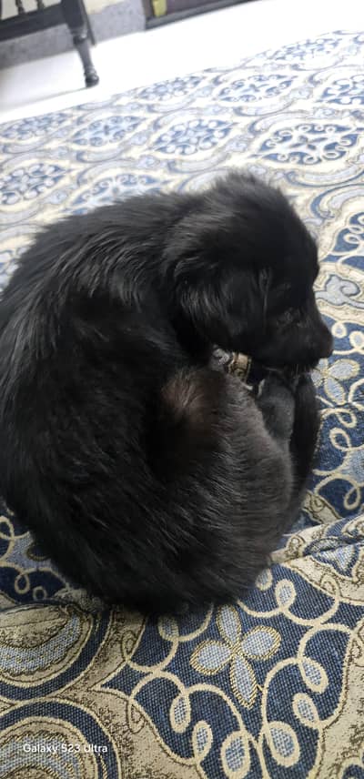 Labrador pupy for sale