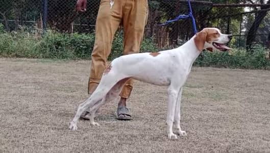 Top quality English pointer puppies available for pet lovers
