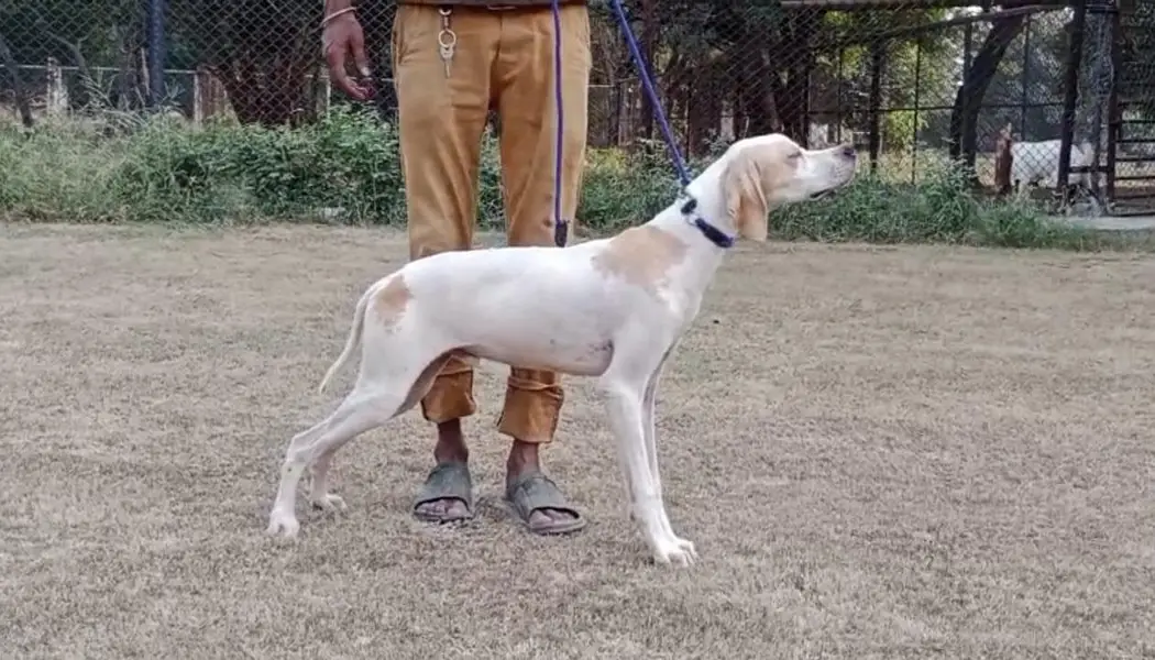 Top quality English pointer puppies available for pet lovers — photo 2