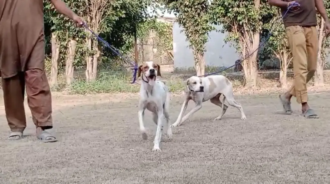 Top quality English pointer puppies available for pet lovers — photo 3