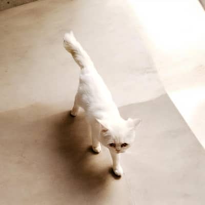 Doll Face Persian White