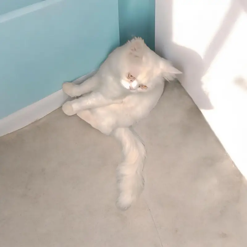 Doll Face Persian White — photo 2